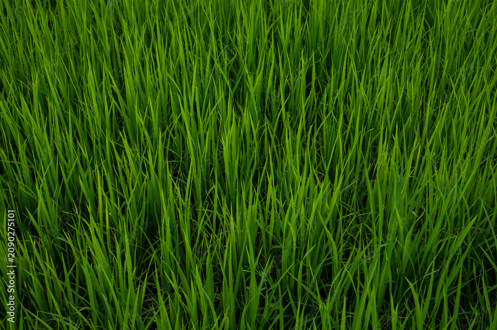 Obraz premium Full frame shot of blade of grass in paddy field. These blades are physically sharp, with microscopic serrations, and are famous for causing painful lacerations if handled carelessly.