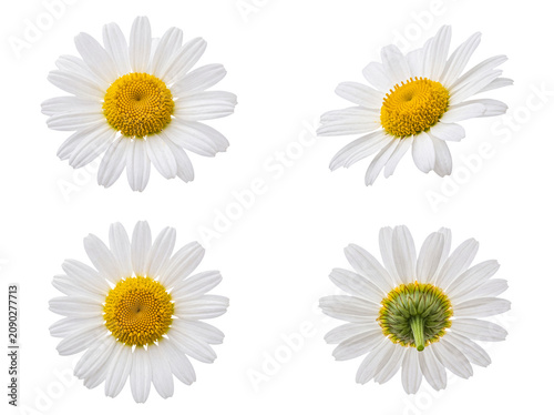 Obraz na plátně Fresh chamomile daisy flowers from various angles, white petals, yellow centers