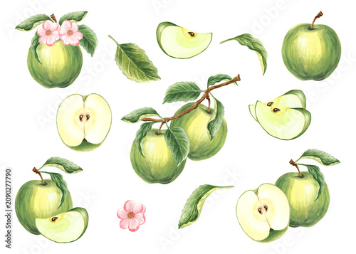 Green apple, a set of watercolor hand drawn illustrations for healthy eating designs. Clip art of fruit whole, cut half and slice, leaves and branch, flower. Farm product for packaging jam, baby food.