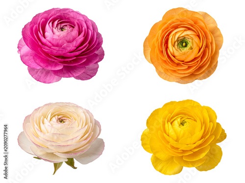Vibrant collection of colorful ranunculus flowers in pink, orange, cream, and yellow.