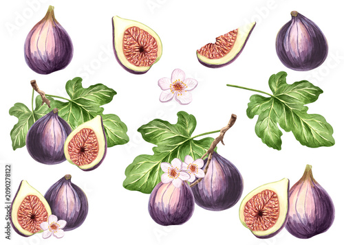 Fig purple set of watercolor hand drawn illustrations for healthy eating design. Clipart of fruit whole, cut half and slice, leaves and branch, flower. Farm product for packaging jam, food, juice.