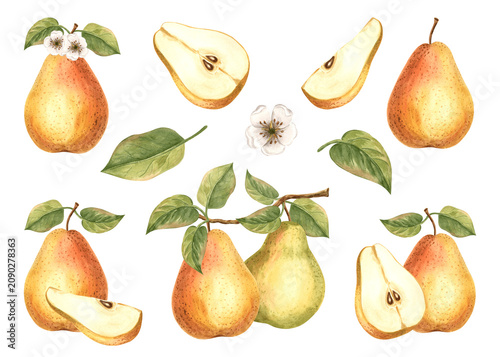 Pear set of watercolor hand drawn illustrations for healthy eating designs. Clip art of fruit whole, cut half and slice, leaves and branch, flower. Farm product for packaging jam, baby food, textile.