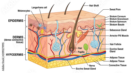 Human Skin Anatomy Diagram: Epidermis, Dermis, Hypodermis Layers with Structures