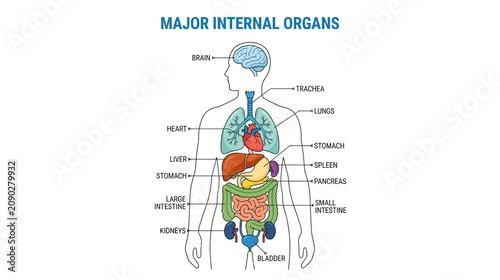 Fotografie Human Anatomy Diagram: Major Internal Organs and Systems