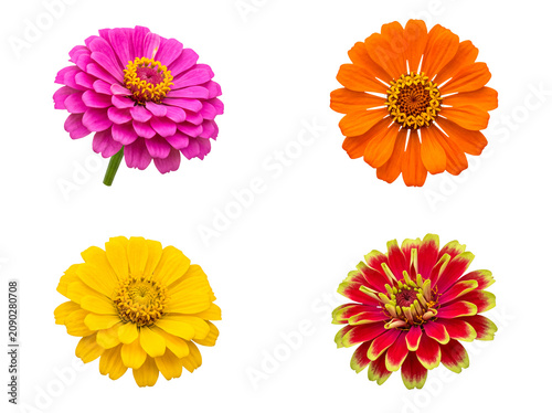 Stunning collection of four vibrant zinnia flowers, including pink, orange, yellow, and red, isolated on transparent.