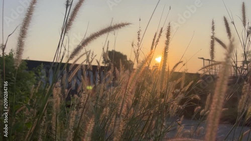 A close-up of Pennisetum polystachion, commonly known as Mission Grass or Cat's Tail Grass, featuring its soft feathery flower spikes swaying in the breeze. This tropical grass is widely found in gras