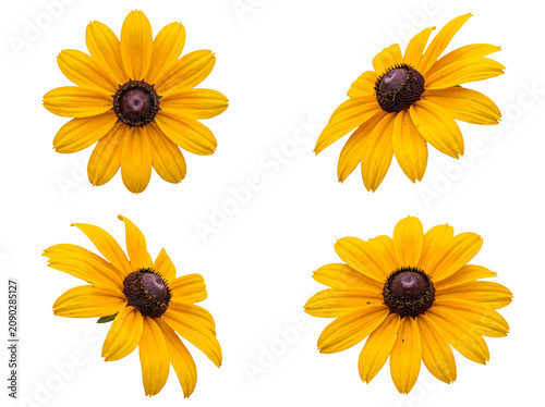 Bild auf Leinwand Four vibrant black-eyed susan flowers with bright yellow petals and dark brown centers