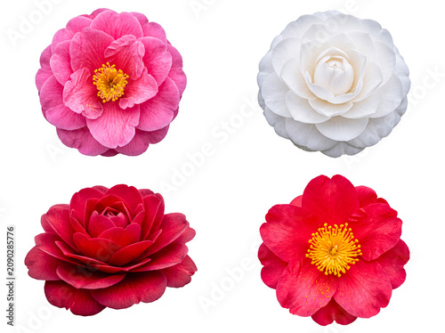 Vibrant collection of four colorful camellia flowers in pink, white, and red shades, isolated on transparent background.