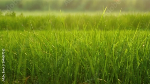 Green grass field nature background with fresh lawn rural landscape summer meadow outdoor countryside environment green sunlight over grass blade field and natural texture bright peaceful morning