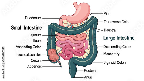 Foto Human Digestive System Anatomy Diagram: Stomach, Small and Large Intestines