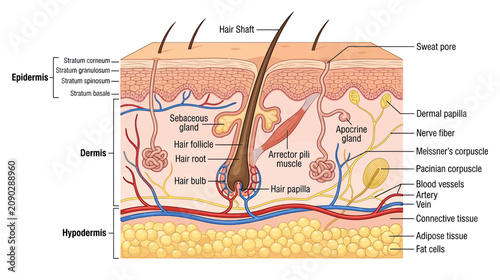 Bild auf Leinwand Human Skin Anatomy Diagram: Epidermis, Dermis, Hypodermis, Hair Follicle, Sweat