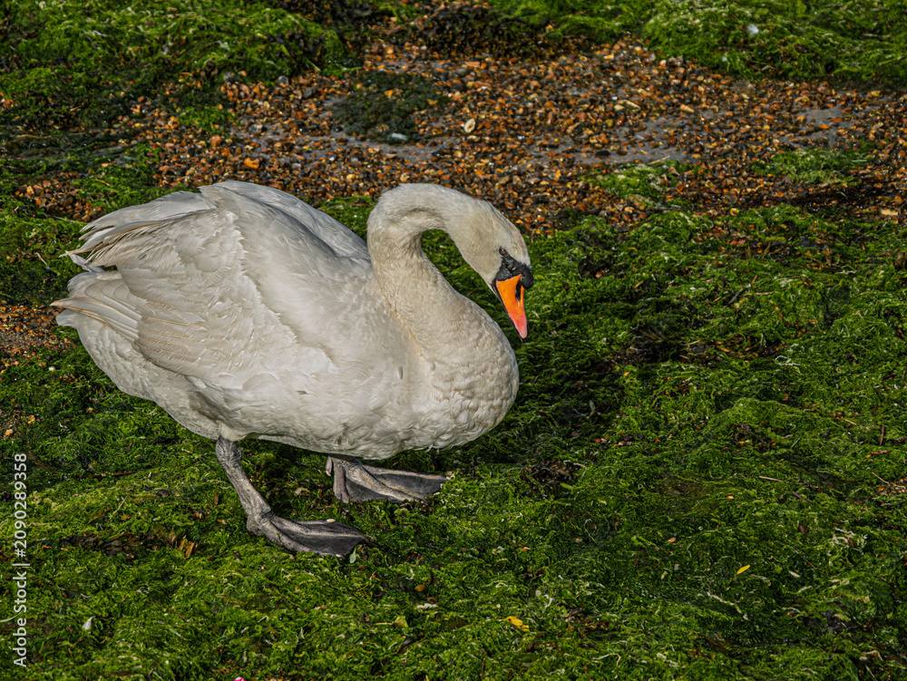 Fototapeta premium Meek Looking Swan On the Green Weed
