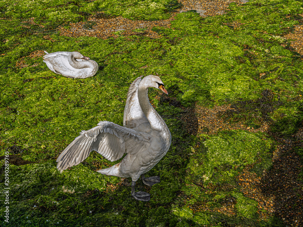 Fototapeta premium Swan On the Green Weed Spreading Wings
