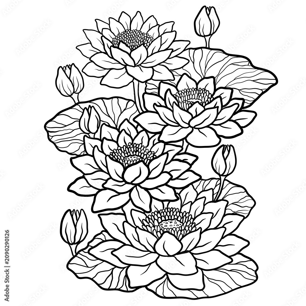 Fototapeta premium hand drawn lotus flower