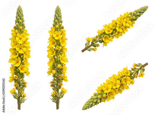 Schilderij op canvas Multiple isolated yellow common mullein (Verbascum thapsus) flower spikes
