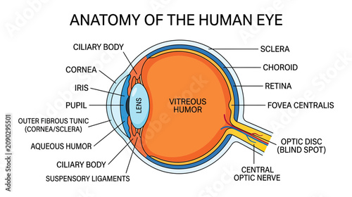 Schilderij op canvas Human Eye Anatomy Diagram: Detailed Cross-Section with Labels