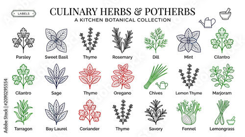 Bild auf Leinwand Culinary Herbs & Potherbs Botanical Collection - Hand Drawn Illustrations