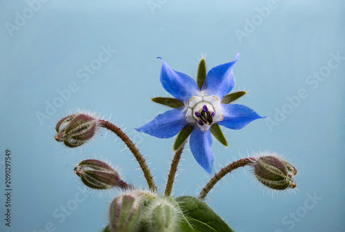 Borage Starflower