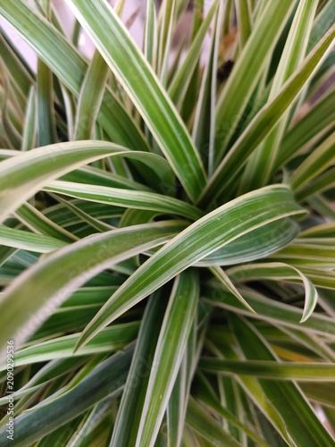 Картината върху платно Close up of Chlorophytum comosum (Lili paris).