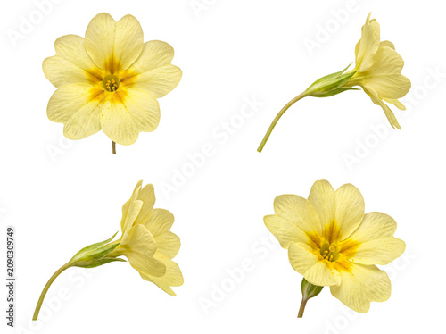 Canvastavla Delicate light yellow primrose flowers in multiple angles, isolated on a transparent background