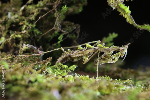 Moss Mantis (Haania doroshenkoi) is a remarkably small masterfully camouflaged praying mantis native to Southeast Asia, its body is covered in irregular outgrowths that perfectly mimic moss and lichen