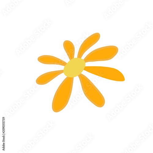 orange daisy flower