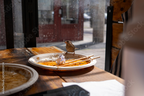 Photography Bird stealing food at restaurant from a papper plate on a wooden table