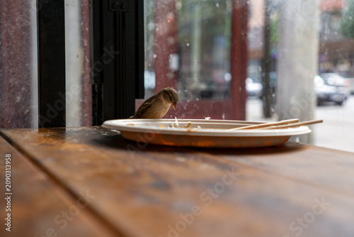 Canvastavla Bird stealing food at restaurant from a papper plate on a wooden table