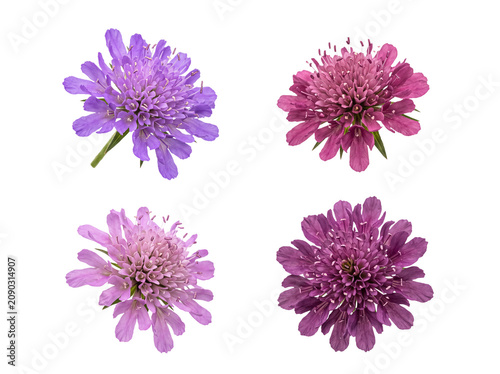 Tableau sur toile Four beautiful Scabiosa pincushion flowers in various shades of pink and purple, isolated