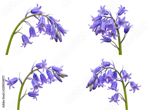 Fotografie Delicate bluebell flowers showcasing vibrant purple-blue hues, gracefully isolated on a transparent background