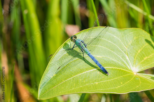 фотографія 06593-01008 Eastern Pondhawk (Erythemis simplicicollis) male Marion Co