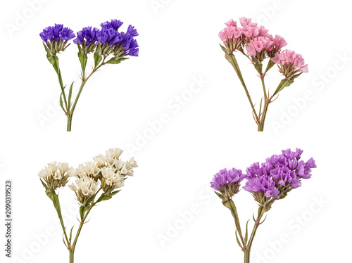 Картината върху платно Assorted colorful statice flower sprigs including purple, pink, and cream, isolated on transparent background