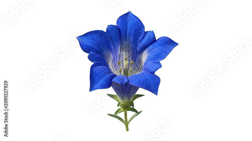 Single blue gentian flower isolated on transparent background