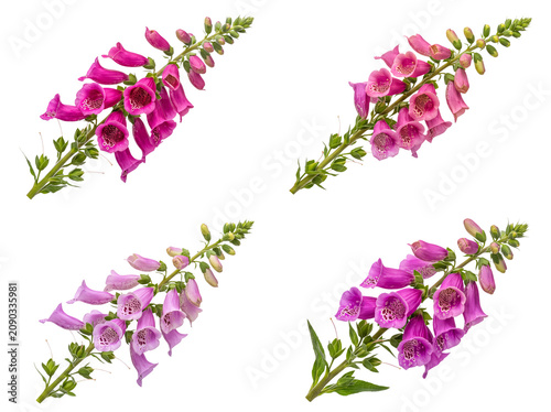 Photos Elegant collection of four vibrant foxglove flower stalks in shades of pink and purple