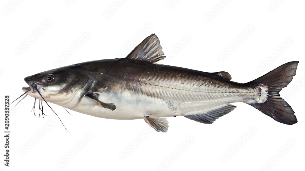 Obraz premium fresh fish isolated on white