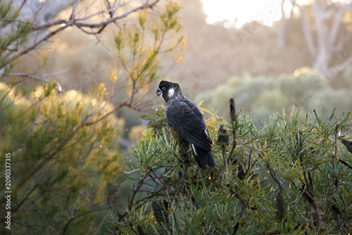 Slika na platnu Carnaby's Black Cockatoo perched on a Banksia tree branch in the Western Austral