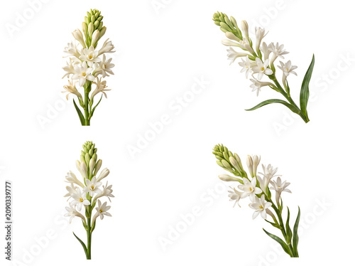 Fotografie Four elegant, fragrant white tuberose flower stalks, each with delicate blossoms and green buds