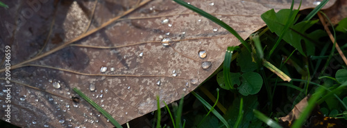 A macro shot of a brown dried leaf resting on fresh green grass, dotted with ...