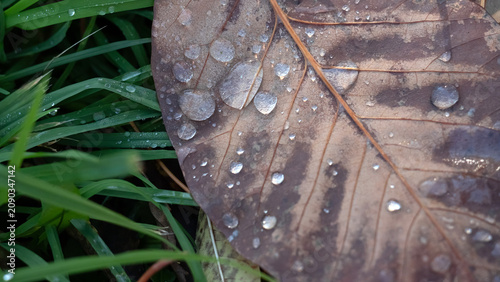A detailed closeup of a brown, dried leaf speckled with clear water droplets,...