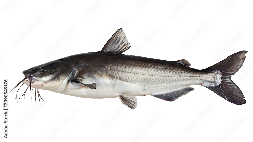 Obraz premium fish on a white background