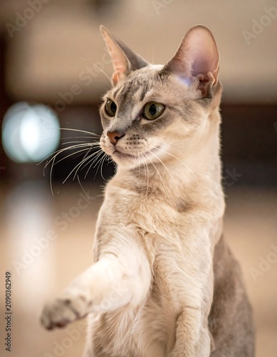 A curious feline with striking green eyes and perked-up ears stretches out a paw