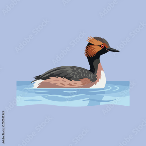A colorful grebe bird floats on calm blue water
