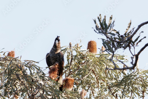 Foto An endangered Carnaby's Black Cockatoo with a raised crest perched on a Banksia