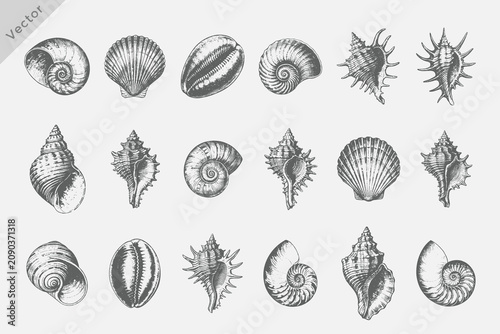 Photography various seashells set vector illustration