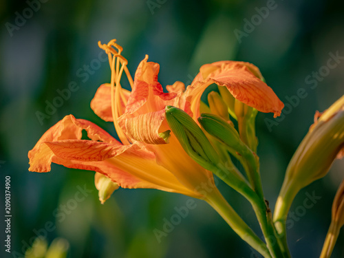 Принти на полотні Vibrant orange daylily flower in a macro side profile view with a soft blurred g
