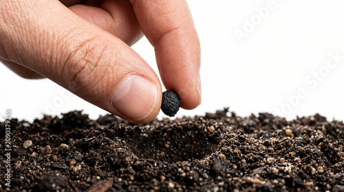 Hand carefully planting a large black seed into dark rich soil