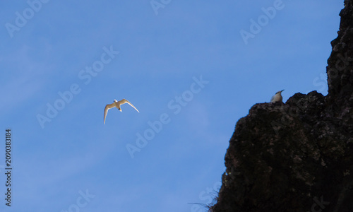 White tern flying over the blue sky at Ly Son Island, Vietnam