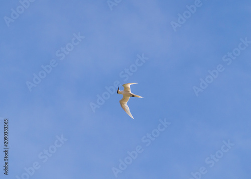 White tern flying over the blue sky at Ly Son Island, Vietnam