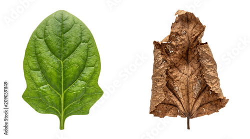 Fresh green leaf and dry brown leaf comparison, vibrant living foliage versus withered dead plant matter, cycle of life and aging concept isolated PNG with Transparent Background