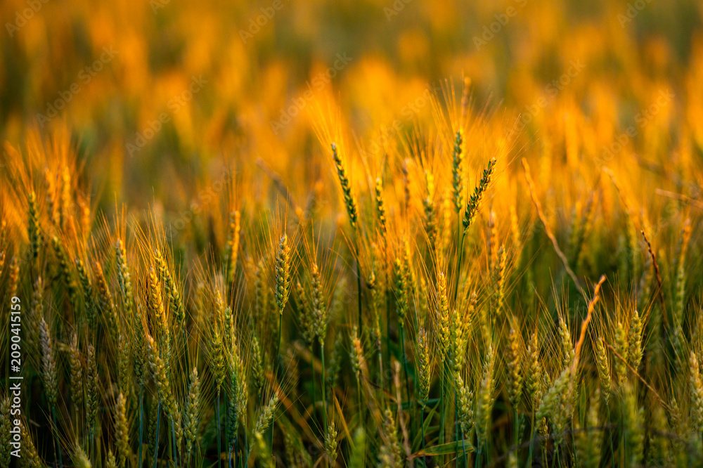 Fototapeta premium Wheat stands against sunset. Wheat ear meets sunlight. Backlit wheat forms dark silhouette. Golden wheat rises in field.